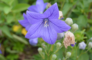 Platycodon grandiflorus 'Astra Blue'