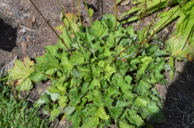 Heuchera longiflora