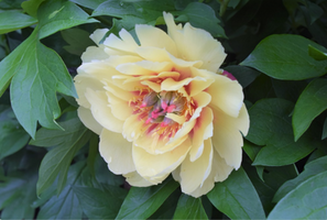 Paeonia 'Border Charm'