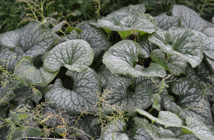 Brunnera macrophylla 'Jack Frost'