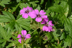 Geranium 'Patricia'