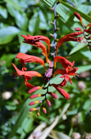 Crocosmia 'Lucifer'