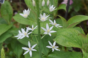 Ornithogalum magnum