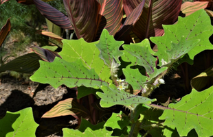 Solanum quitoense