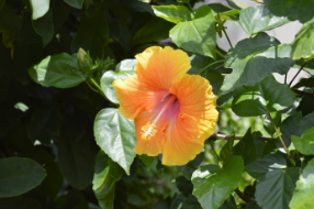 Hibiscus rosa-sinensis 'Luau Lilikoi Yellow'