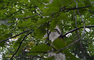 Betula papyrifera