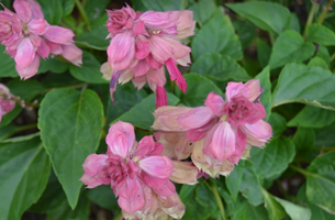 Salvia splendens