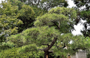 Pinus thunbergii