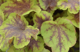 Heucherella x 'Solar Eclipse'