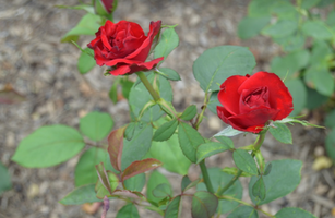 Rosa 'Olympiad'