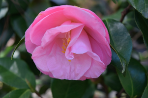 Camellia japonica 'April Remembered'