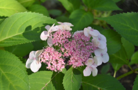 Hydrangea serrata 'Kiyosumi'