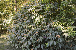 Aesculus parviflora var. serotina