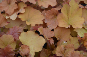 Heuchera 'Caramel'