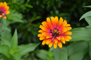 Zinnia elegans 'Zowie'