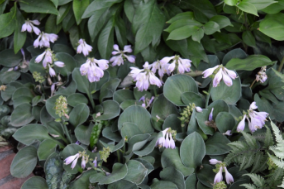 Hosta 'Blue Mouse Ears'