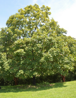 Acer saccharum 'Green Mountain'