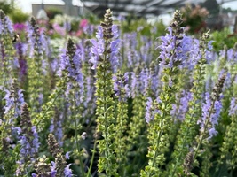 Salvia nemerosa 'Crystal Blue'