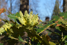 Mahonia bealei