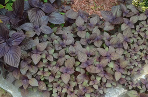 Ajuga reptans 'Mahogany'