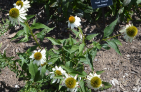 Echinacea purpurea 'Fragrant Angel'