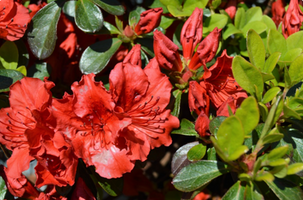 Rhododendron 'Girard's Hot Shot'