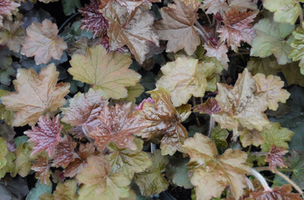 Heuchera micrantha 'Palace Purple'