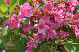 Weigela florida 'Sonic Bloom Pink'