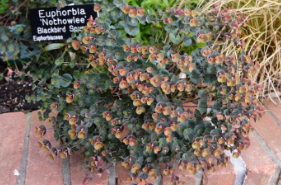 Euphorbia 'Blackbird'