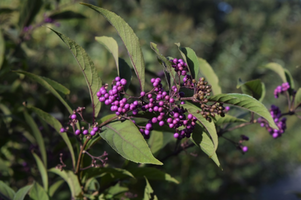 Callicarpa x 'Purple Pearls'