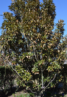 Magnolia grandiflora 'Alta'