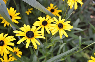 Rudbeckia fulgida