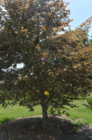 Fagus sylvatica 'Purpurea Tricolor'