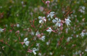 Gaura lindheimeri