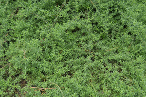 Symphyotrichum ericoides 'Snow Flurry'