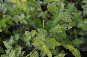 Euonymus fortunei 'Goldy'