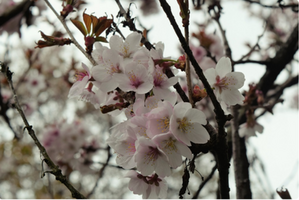 Prunus ‘Spire’