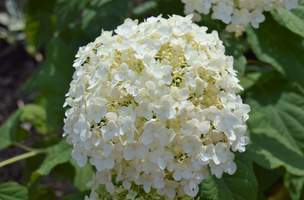 Hydrangea arborescens 'Incrediball'