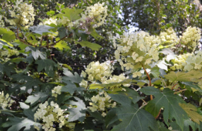 Hydrangea quercifolia 'Pee Wee'