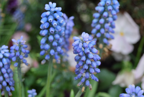 Muscari aucheri 'Blue Magic'