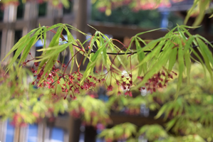 Acer palmatum 'Scolopendrifolium'