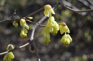 Corylopsis spicata