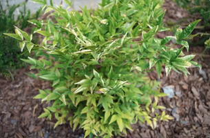 Nandina domestica 'Lemon-Lime'