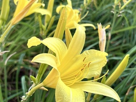 Hemerocallis 'Happy Returns'