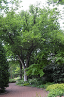 Ulmus americana