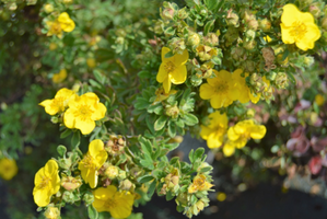 Potentilla fruticosa 'Lundy'