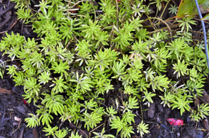 Sedum rupestre 'Angelina'