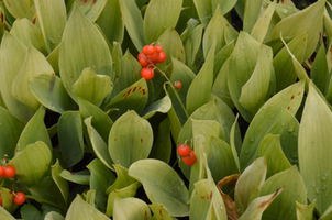 Convallaria majalis