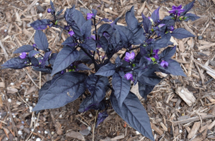 Capsicum annuum 'Purple Flash'