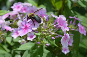 Phlox paniculata 'John Fanick'